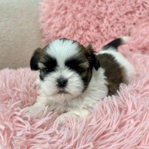 Shih Tzu puppy on top of a fluffy pink pillow