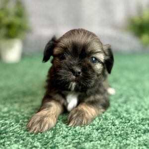Shih Tzu puppy lying on the grass, showing no signs of Shih Tzu tear stains.