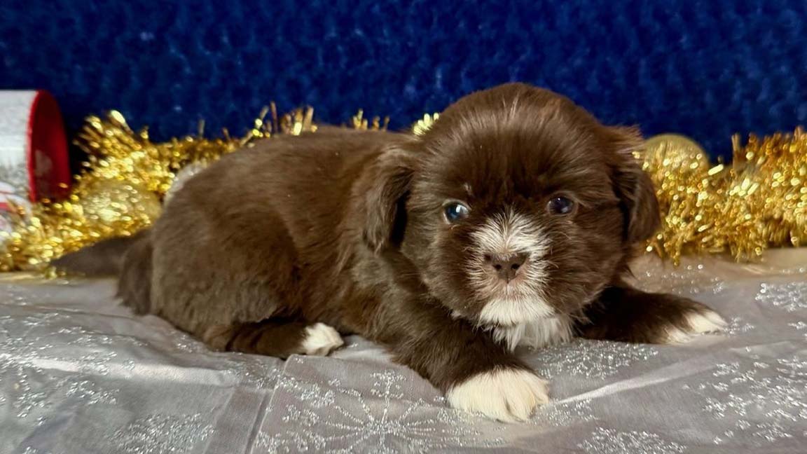 Brown and white Shih Tzu puppy lying down in front of a dark blue background