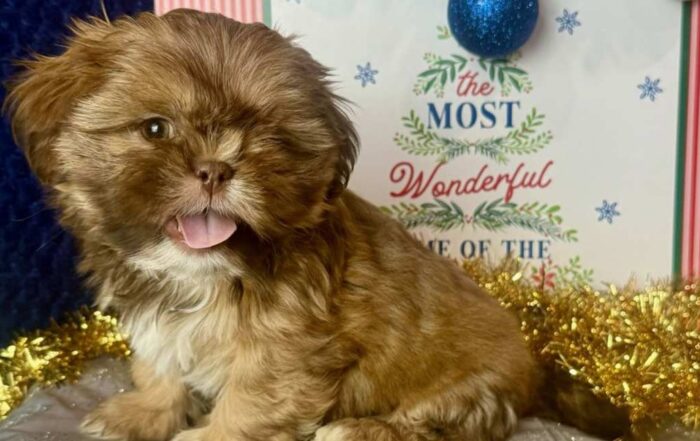 Shih Tzu puppy with his tongue out
