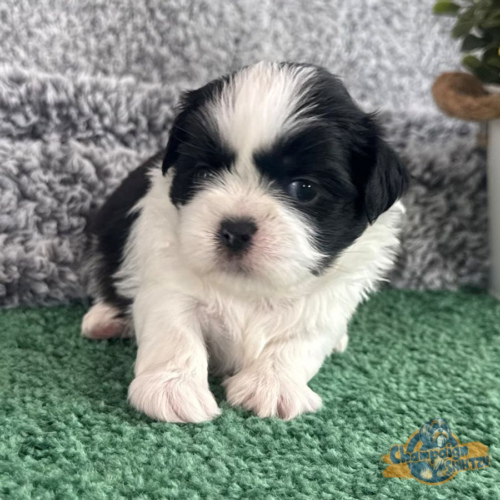 Shih Tzu Puppies - Webster