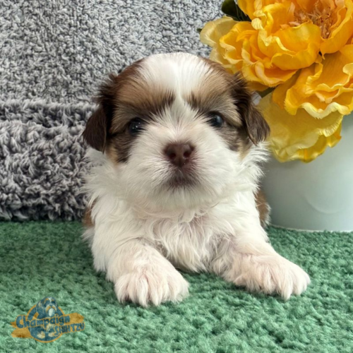 Shih Tzu Puppies - Wendy