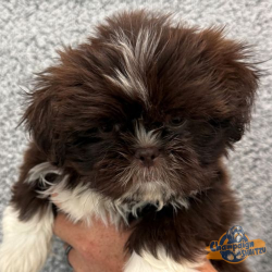 Shih Tzu Puppies - Willow 2 1