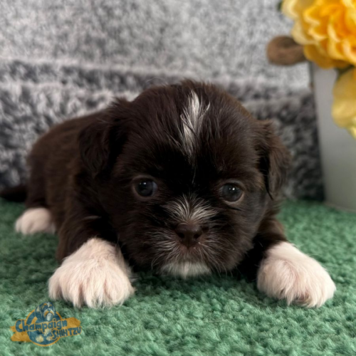 Shih Tzu Puppies - Willow 2