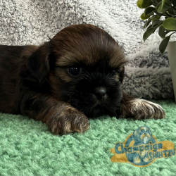 Shih Tzu Puppies - kramer 1