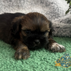 Shih Tzu Puppies - kramer 3 1