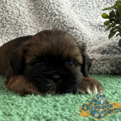 Shih Tzu Puppies - kyler 1