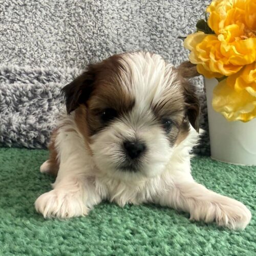 Shih Tzu Puppies - wayne 2