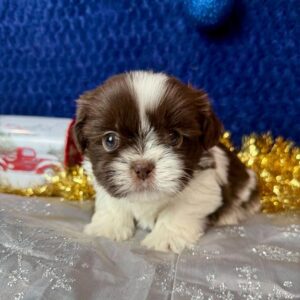Brown and white Shih Tzu puppy 
