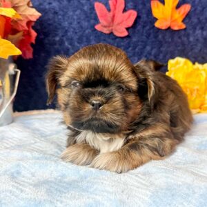 Shih Tzu puppy with an interesting coat pattern