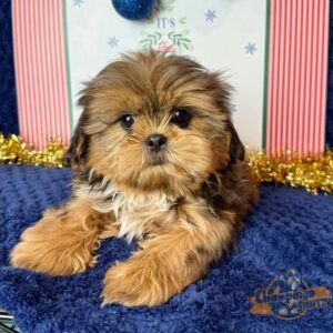 Puppy with rare Shih Tzu colors 