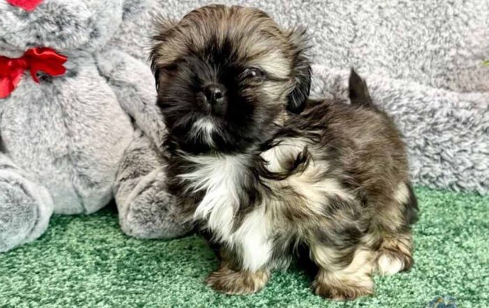 Multi-colored Shih Tzu puppy standing on the grass