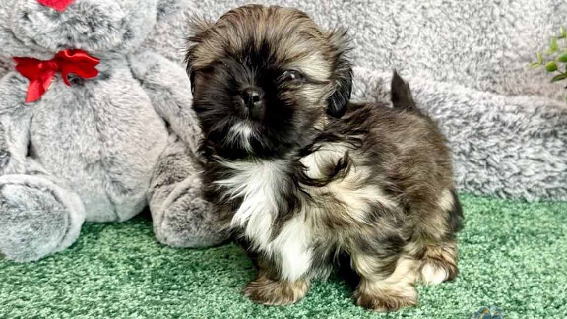 Multi-colored Shih Tzu puppy standing on the grass