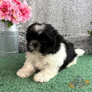 Black and white Shih Tzu puppy lying down next to a pink bouquet of flowers