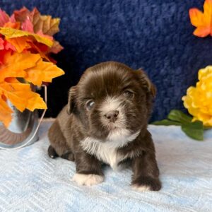 Brown and white puppy posing in front of a dark blue background with orange leaves