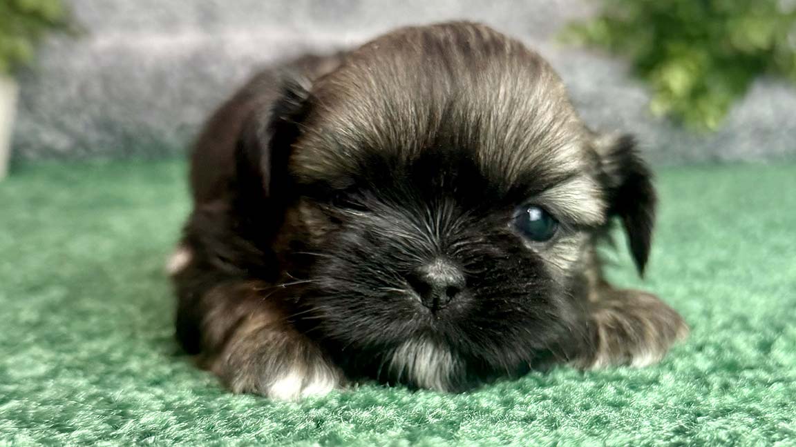 Shih Tzu puppy lying down in the grass, zoomed on the face