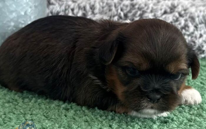 Shih Tzu puppy lying down and resting after having his Shih Tzu exercise needs met