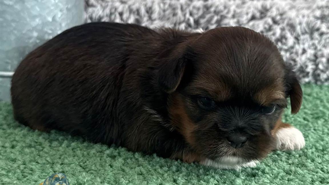 Shih Tzu puppy lying down and resting after having his Shih Tzu exercise needs met