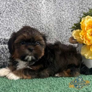 Shih Tzu puppy next to a bouquet of yellow flowers