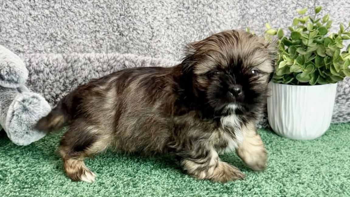 Puppy who has received quality Shih Tzu eye care
