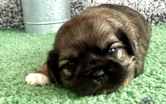Shih Tzu puppy lying down in the grass