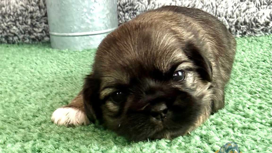 Shih Tzu puppy lying down in the grass