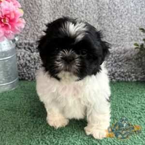 Black and white Shih Tzu puppy