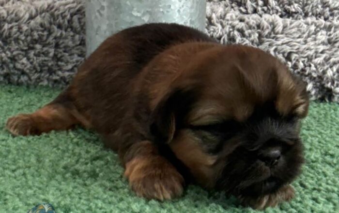 Shih Tzu puppy lying down in the grass