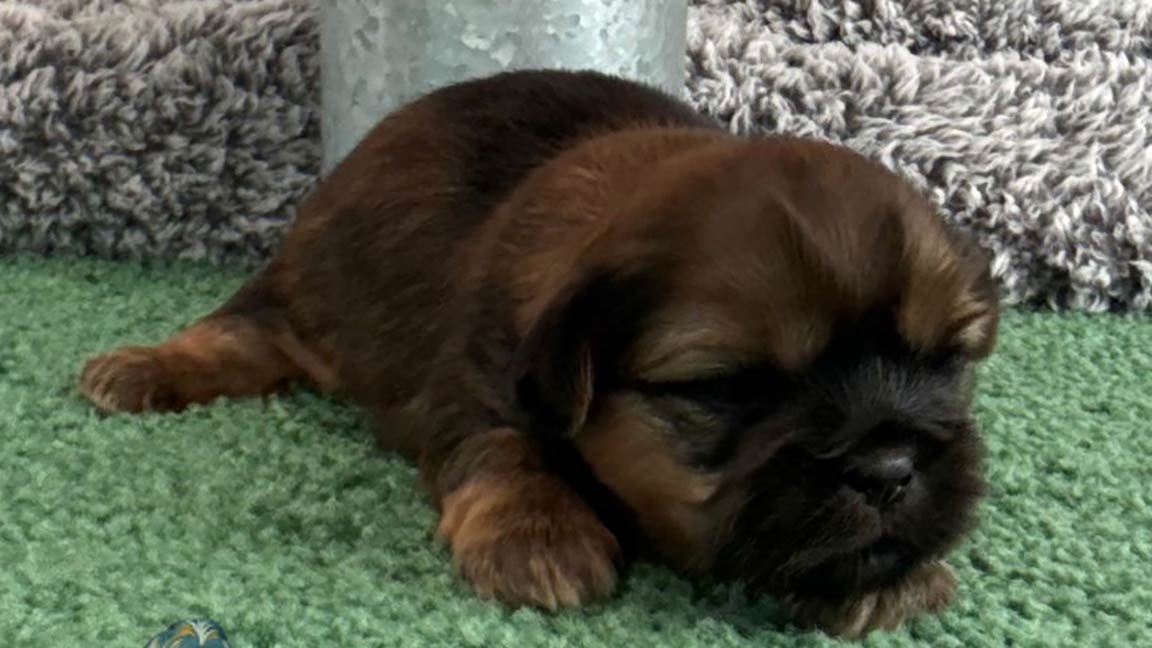 Shih Tzu puppy lying down in the grass