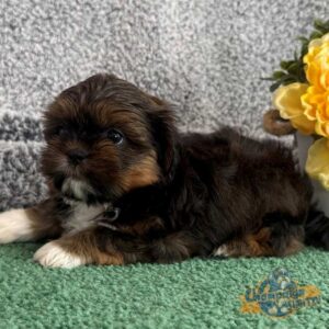 Shih Tzu puppy with white paws lying down