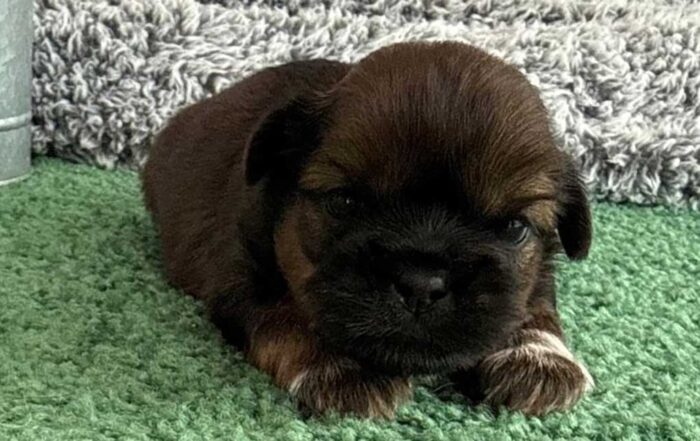 Shih Tzu puppy lying in the grass