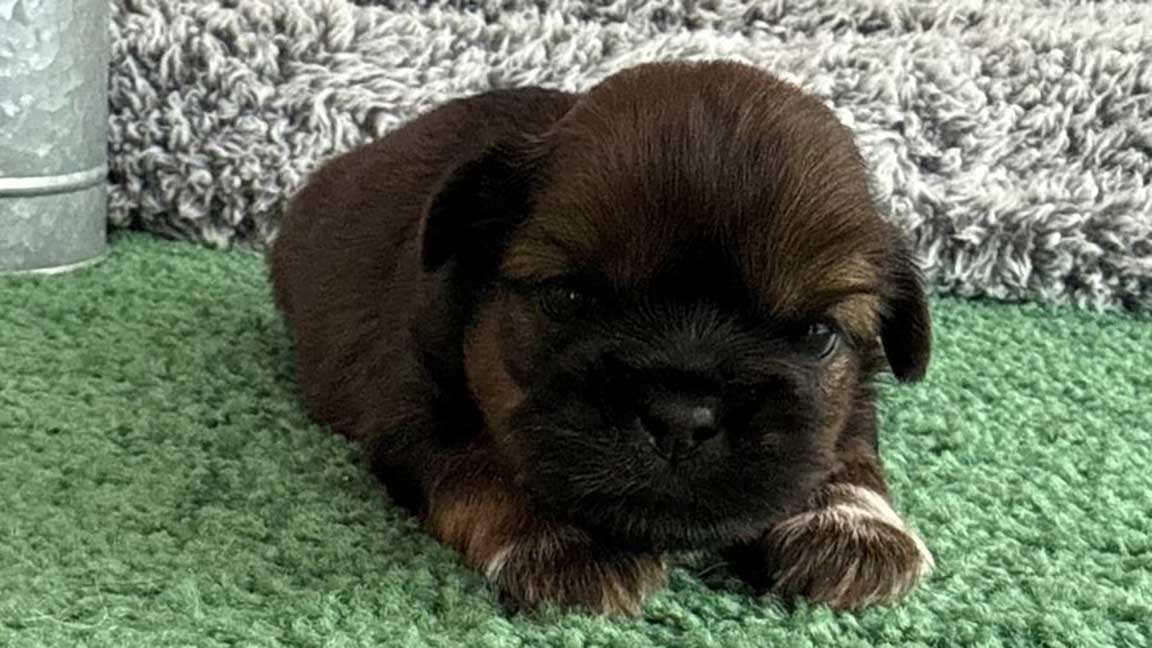 Shih Tzu puppy lying in the grass